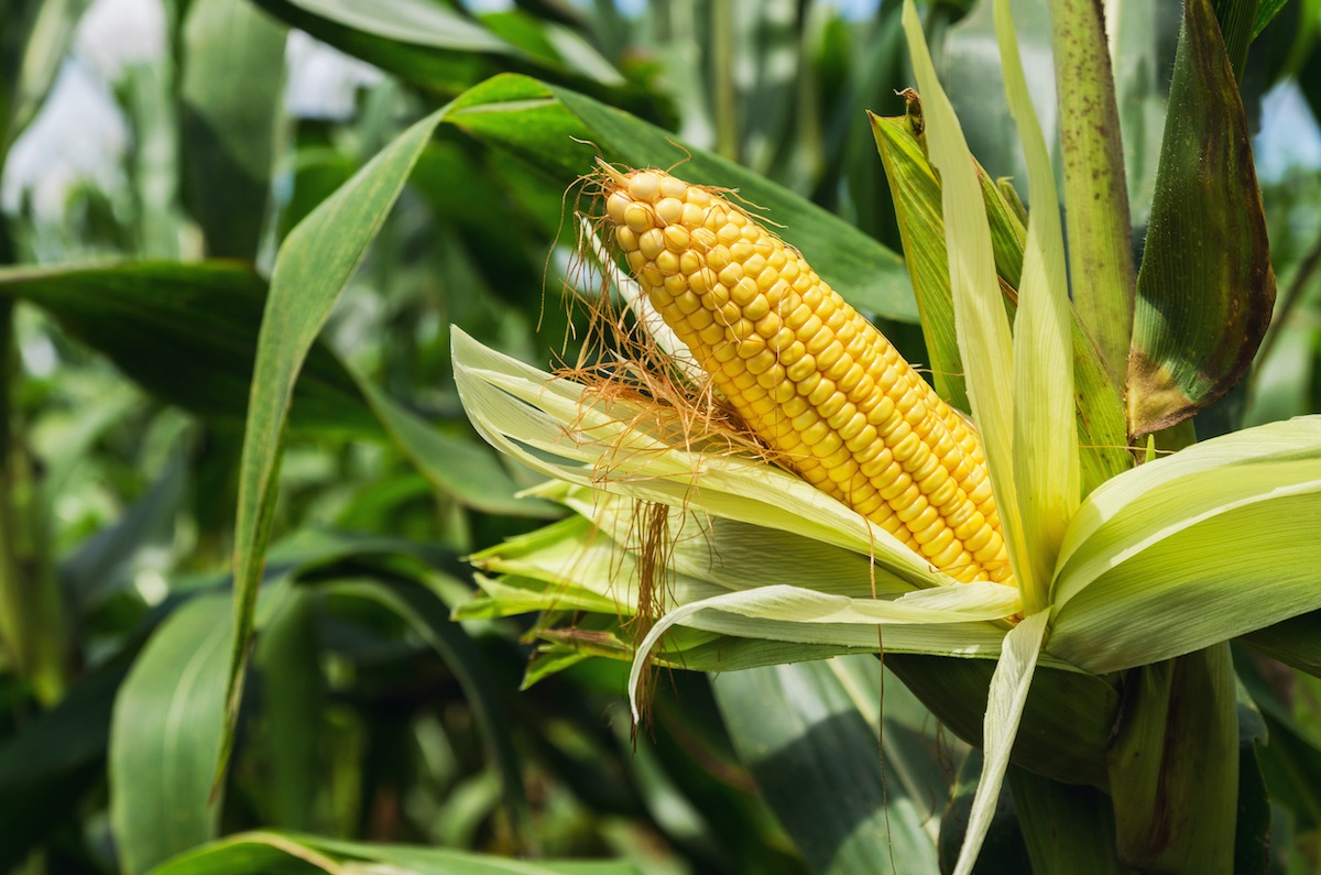 Is it Low FODMAP Love Corn Smoked Bbq Crunchy Corn Snack